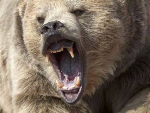加拿大母女自家门口被熊活活咬死 女子被熊拖走后 尸体遭5头熊分食!