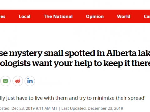 ＂中国神秘蜗牛＂入侵加拿大!生物专家告急,但华人却在流口水!
