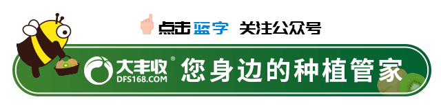 爸爸,别再种猕猴桃了,好吗?心酸...