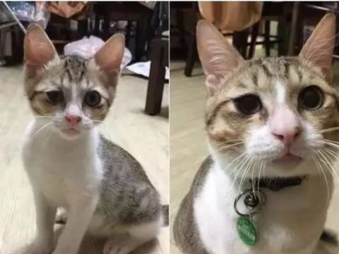 爸爸曾嫌野猫丑而拒养,现在却温柔的帮擦眼屎,网友:真香!