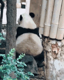 舔狗日记 : 原本想让她喊我爸爸,现在成了她儿子对我喊爸爸