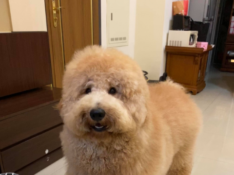 小主人从巨贵背上摔下大哭,本以为爸爸会责怪狗狗,但他却说……