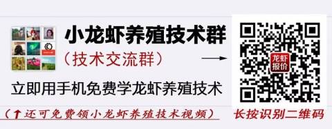爸爸,别再养虾了,好吗?