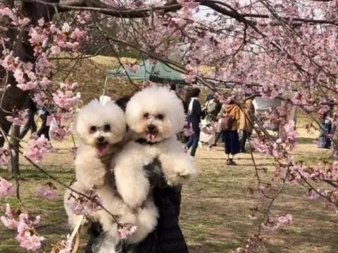 狗狗和妈妈合照时笑容灿烂,但换成跟爸爸时……
