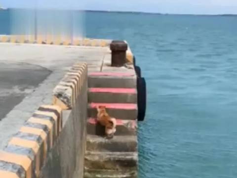 爸爸正钓着鱼呢,一旁超怕水的柴柴却突然跳进了海里…