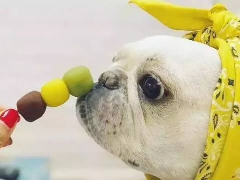 千万别把法国斗牛犬当孩子养,这样会毁掉它一生!