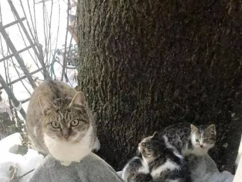 流浪猫把孩子丢给人类跑了,一下雪却又跑回来:我觉得还是你家好