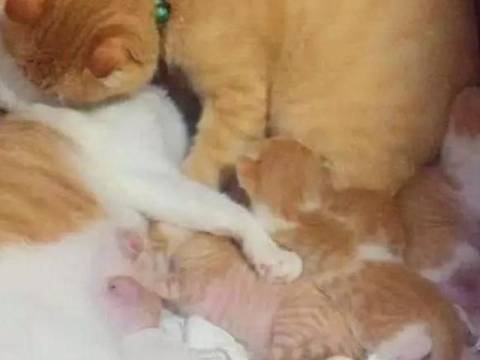 猫爸爸基因很是强大,一窝孩子都像它,猫妈妈一脸生无可恋!
