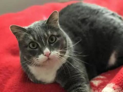 爸爸休克!猫咪飞奔进房叫醒全家人,饲主:它本来不爱理人的