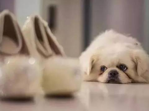 十岁爱犬陪女主人出嫁,准爸爸暖心举动感动万千网友......