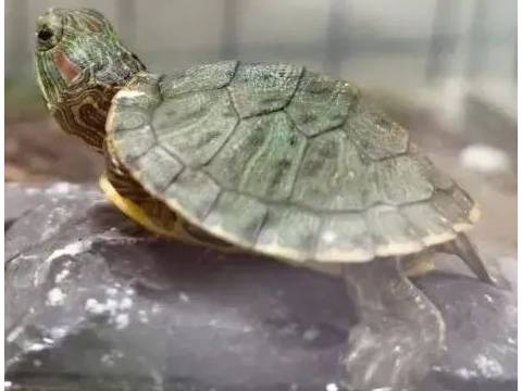 爸爸们!请进!