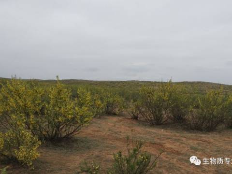 加拿大安德森硬杆打捆机在宁夏地区柠条收割作业的报告