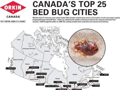 加拿大床虱城市排行榜,多伦多最严重!内附除虱方法大盘点