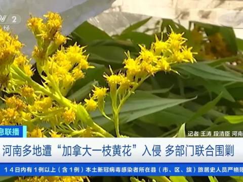 加拿大 “ 恶魔之花 ” 入侵河南!黄花过处,寸草不生,它有多可怕?