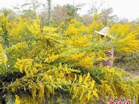 加拿大一枝黄花,全国“通缉”!多个省份已发现踪迹