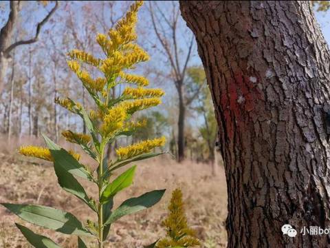 “加拿大一枝黄花”冲上热搜引发“全网围剿”,它究竟有多危险?