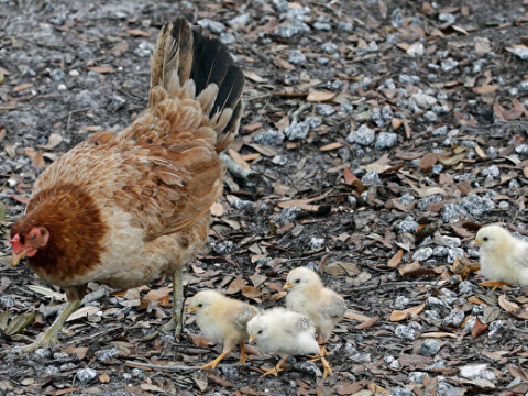 加拿大食检局:安省家禽养殖场发现高致病禽流感