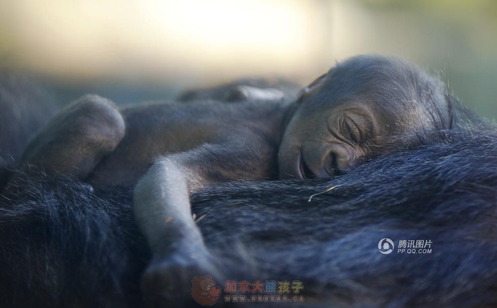 美国小猩猩趴妈妈怀里睡午觉 排场很有爱