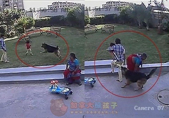 印女童遭牧羊犬袭击 10岁哥哥英勇掩护妹妹(图)