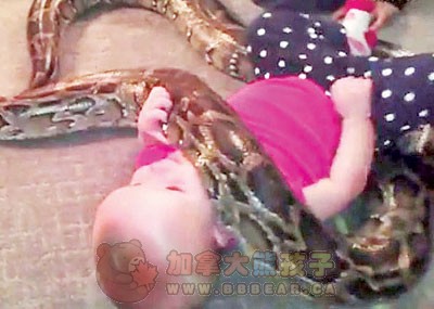 美国一婴儿的最佳玩伴 竟是14尺长大蟒蛇(图)