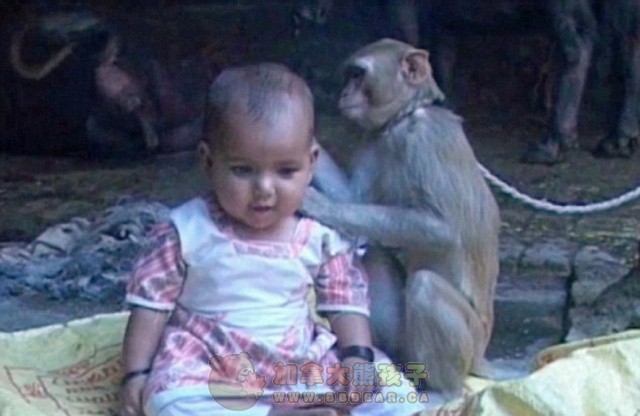 印度1母猴母爱勃发 将女婴当自己宝宝赐顾帮衬