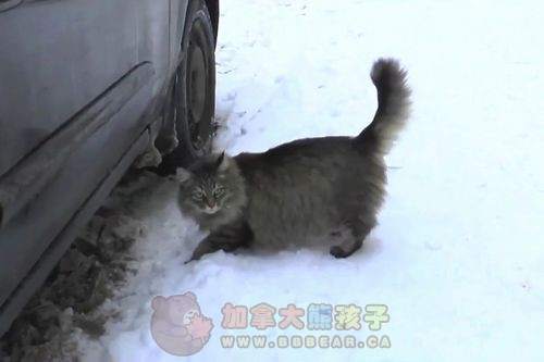 流离猫严冬用身段热和弃婴救其命 获赞铁汉