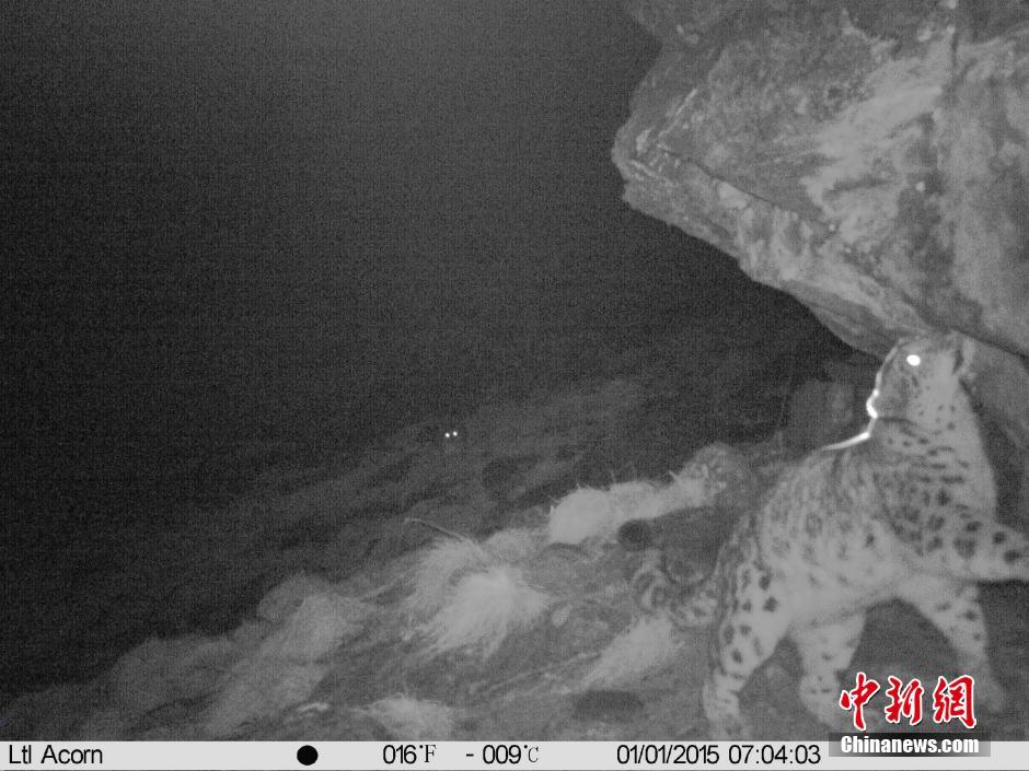 四川卧龙用红外相机初度拍到雪豹母子影像