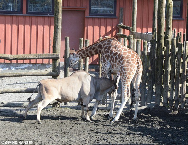 挪威动物园长颈鹿遭羚羊刺逝世 数十名儿童目睹