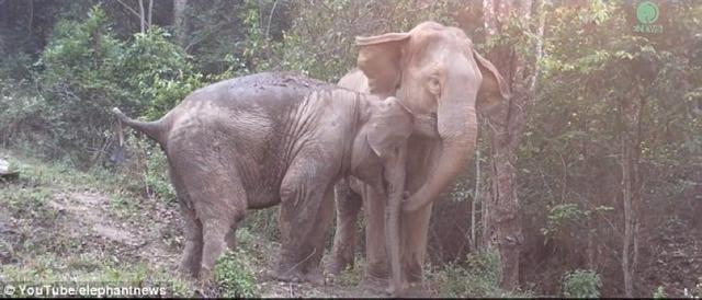 大象母女分袂三年后团聚 紧紧依偎排场感人
