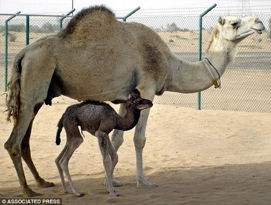 世界首头克隆骆驼怀孕：证明文件克隆动物可繁衍