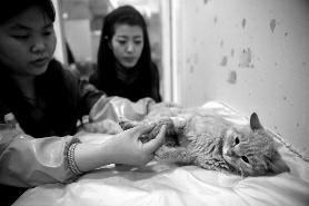 怀孕猫咪遭凌虐 女孩花千元为其做剖宫产