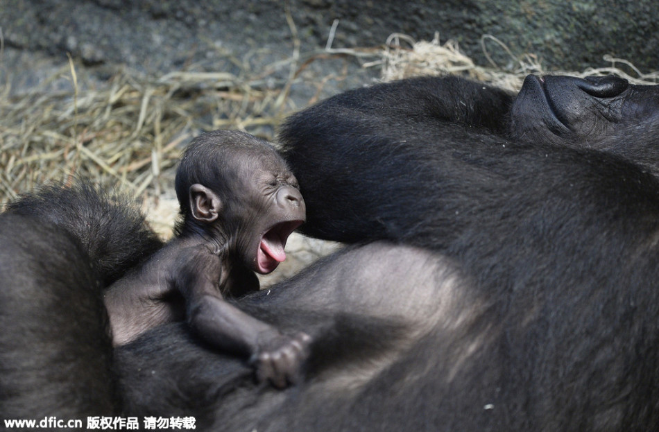 美国动物园迎猩猩宝宝:妈妈怀里打哈欠萌萌哒