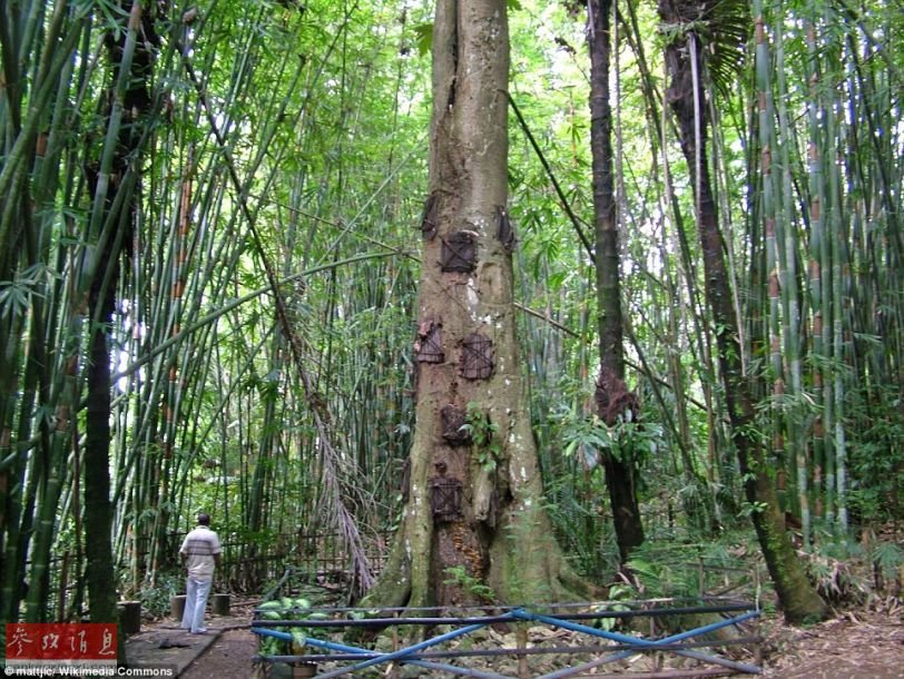 印尼村子风行“树葬”逝世婴 回回天然(慎进组图)