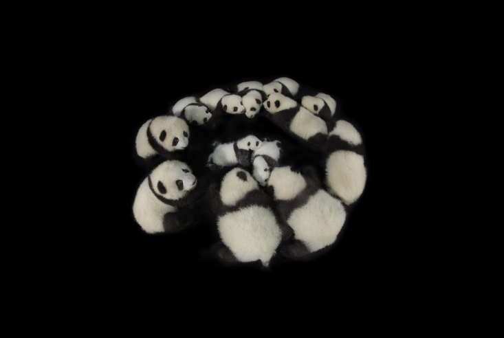 成都6对双胞胎大熊猫集体亮相 面向全球征名