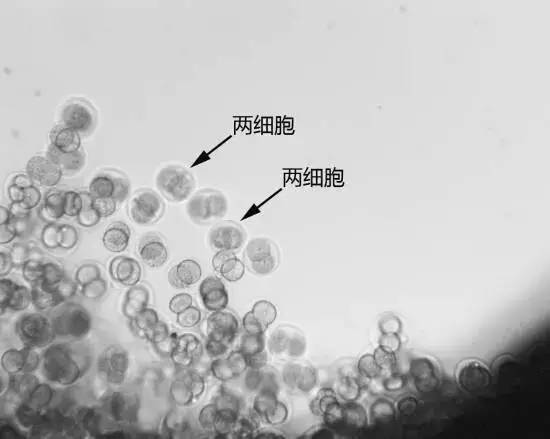 哺乳动物胚胎太空初度发育:未来太空造人可能吗