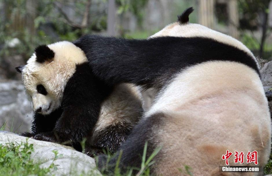 萌呆！大熊猫强制给娃洗澡 宝宝一脸不甘愿宁可