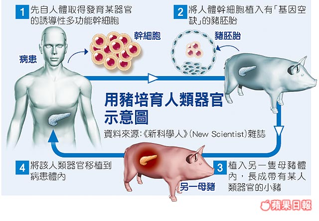 美国加州大学尝试“人猪胚胎” 猪脑可能变人脑