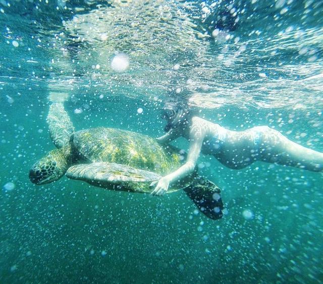 林青霞继女挺9月孕肚浮潜 水下与巨型海龟同游