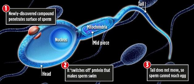 英国研制新型男性避孕药 可且则性禁止精子游动