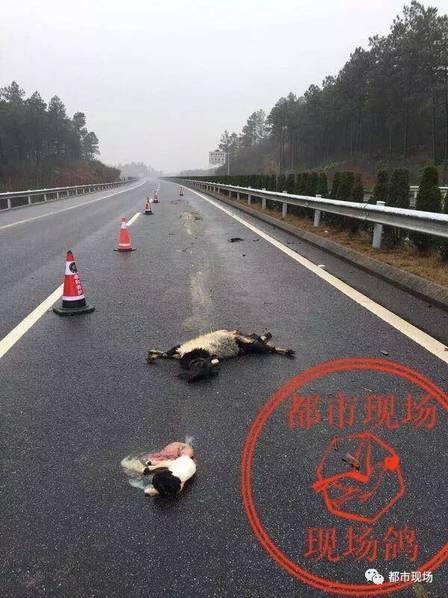 羊妈妈在高速被撞逝世 逝世亡瞬间生出小羊 (组图)